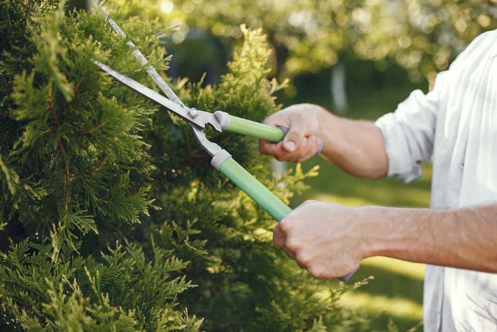 Pruning Service
