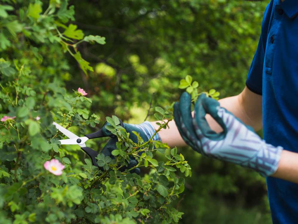 Shrub Care Service
