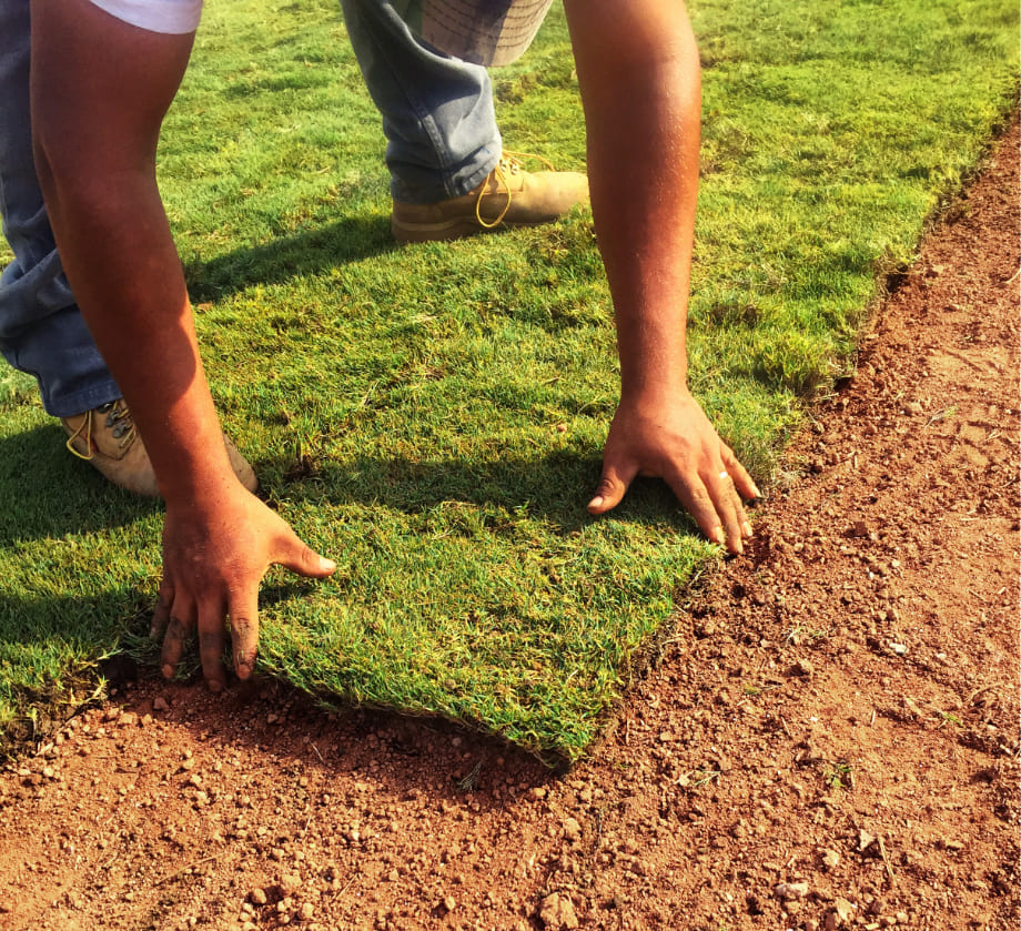 Sod Installation 1